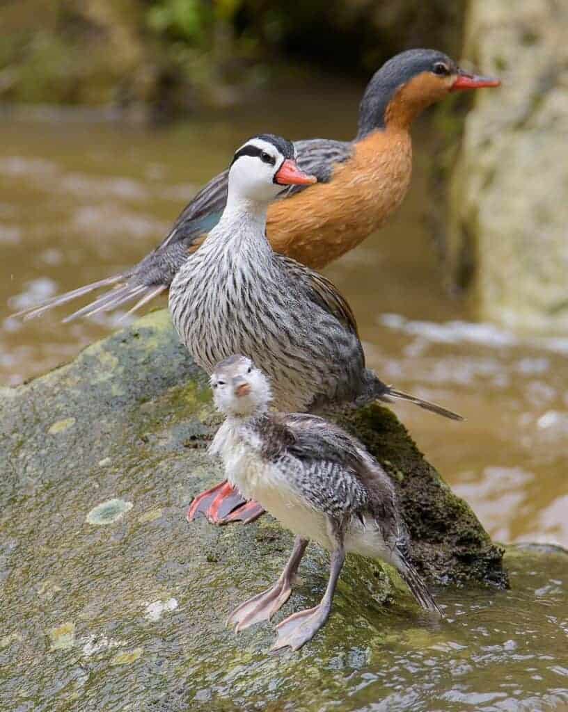 Wild Torrent Duck family