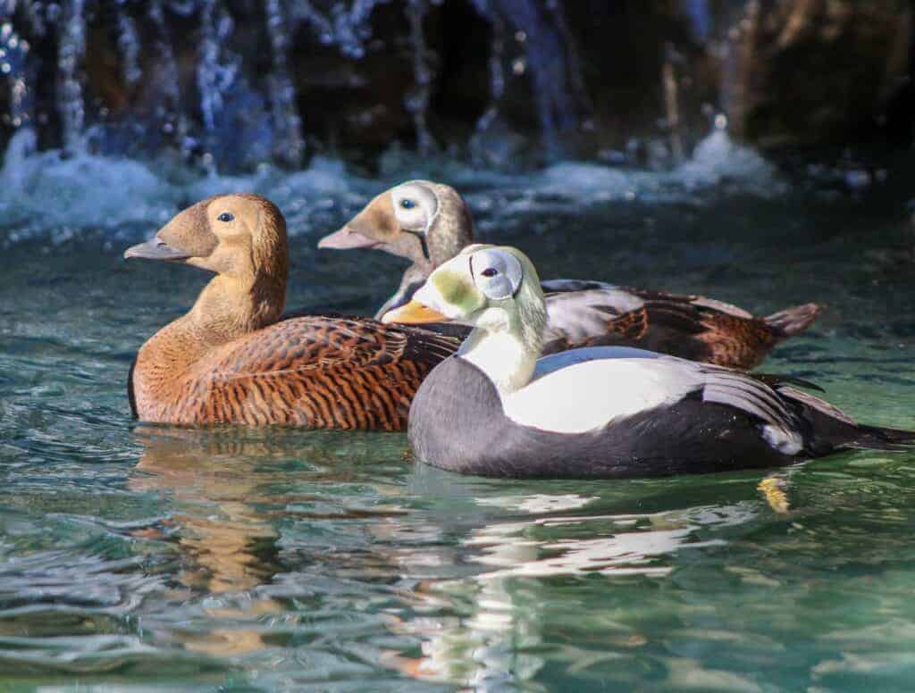 Spectacled eiders swimming