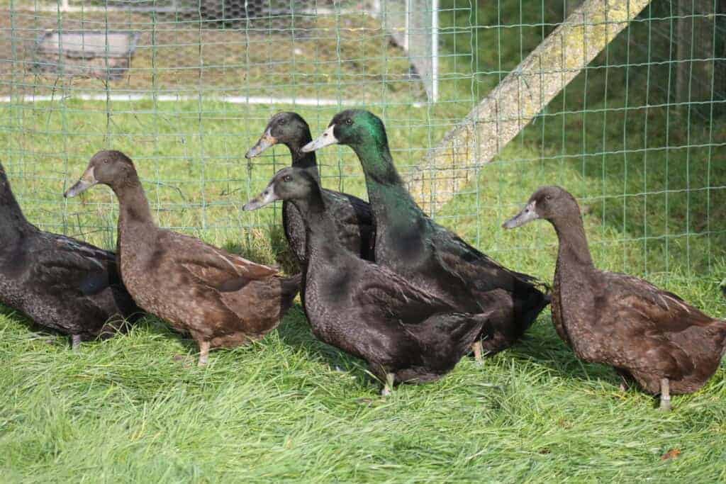 Chocolate and Black Forest Ducks
