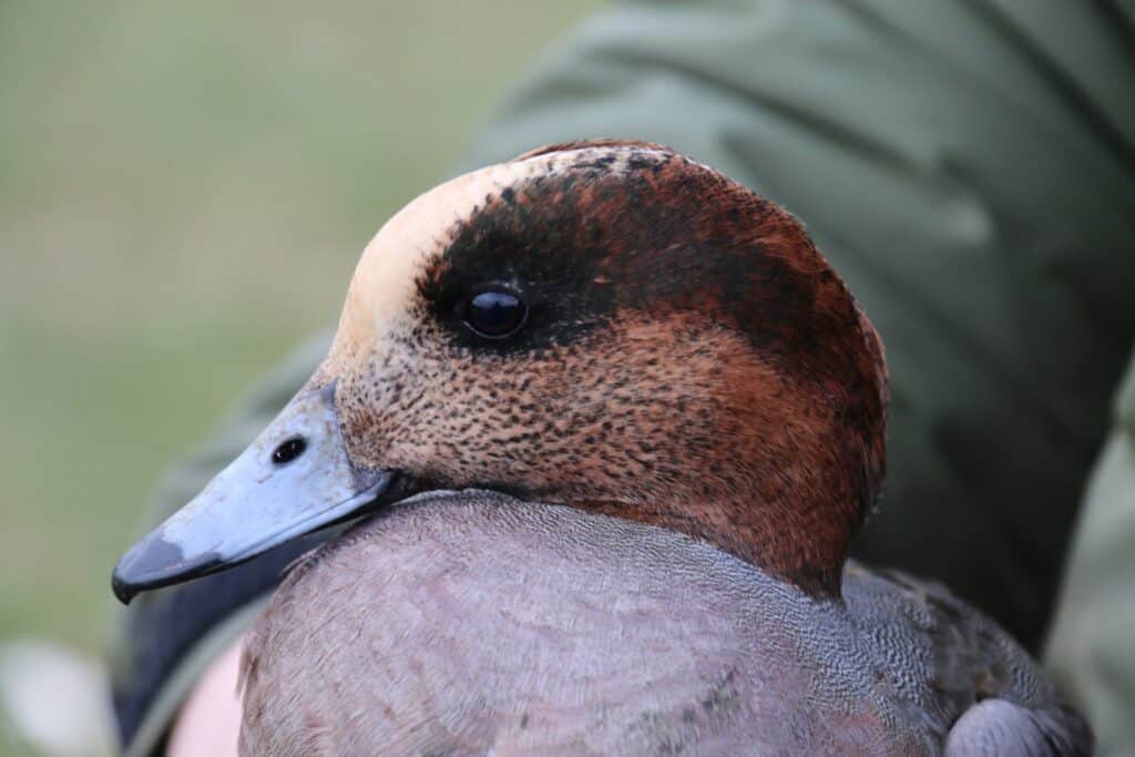 wild hybrid Eurasian x American Wigeon