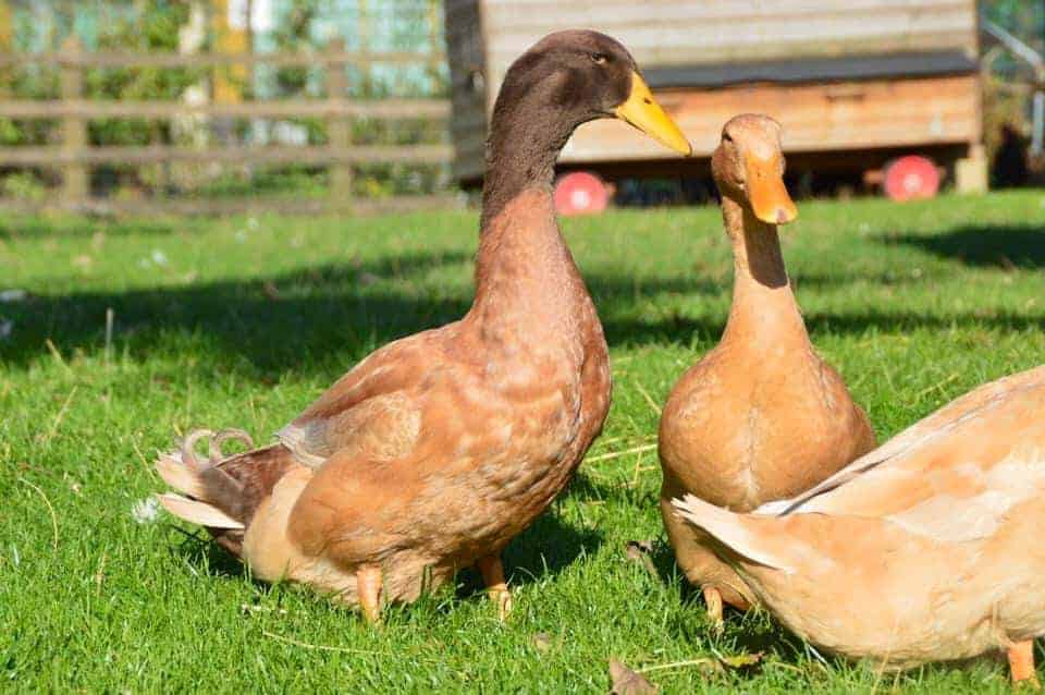 Buff Orpington drake