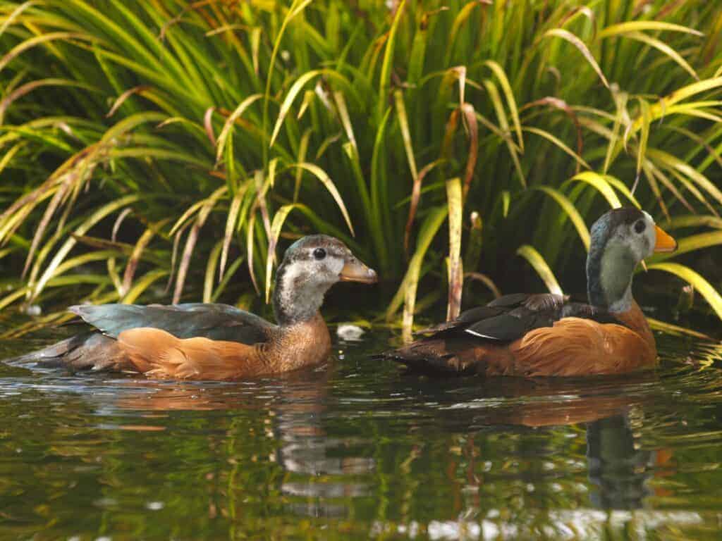 African Pygmy Goose pair swimming