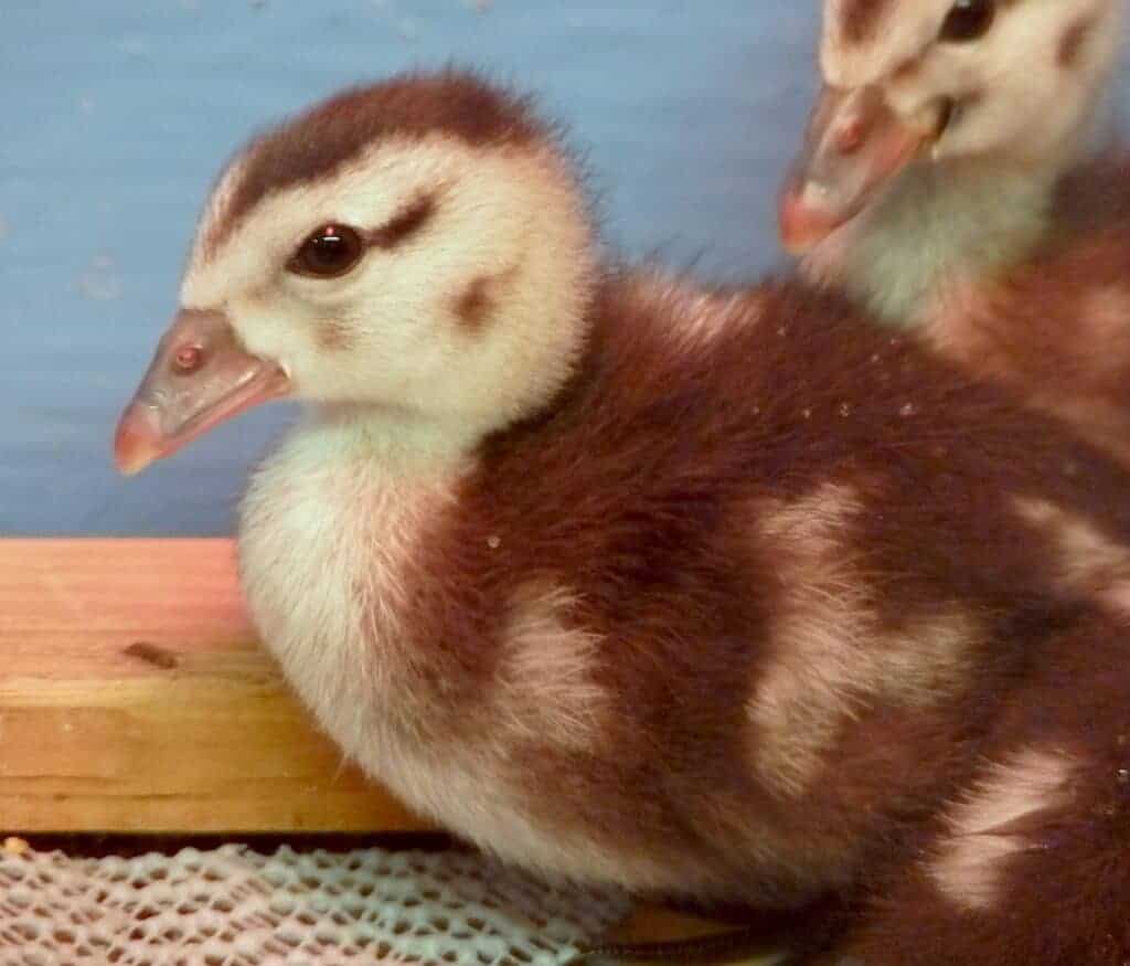 African Pygmy Gosling