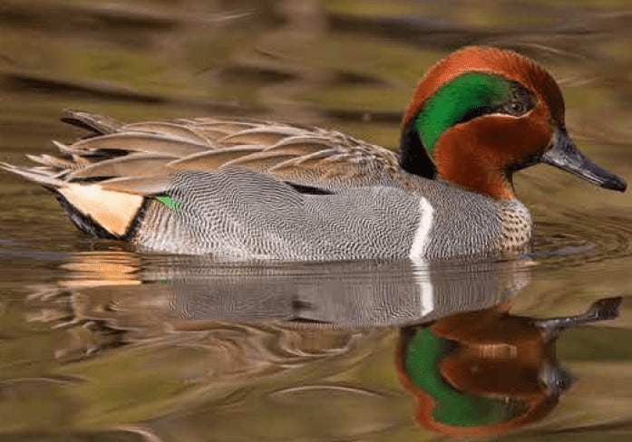 American Green-winged Teal swimming