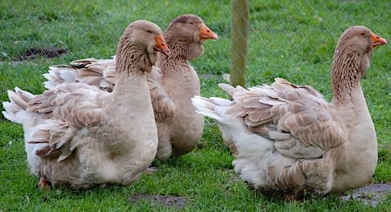 3 Buff Toulouse geese