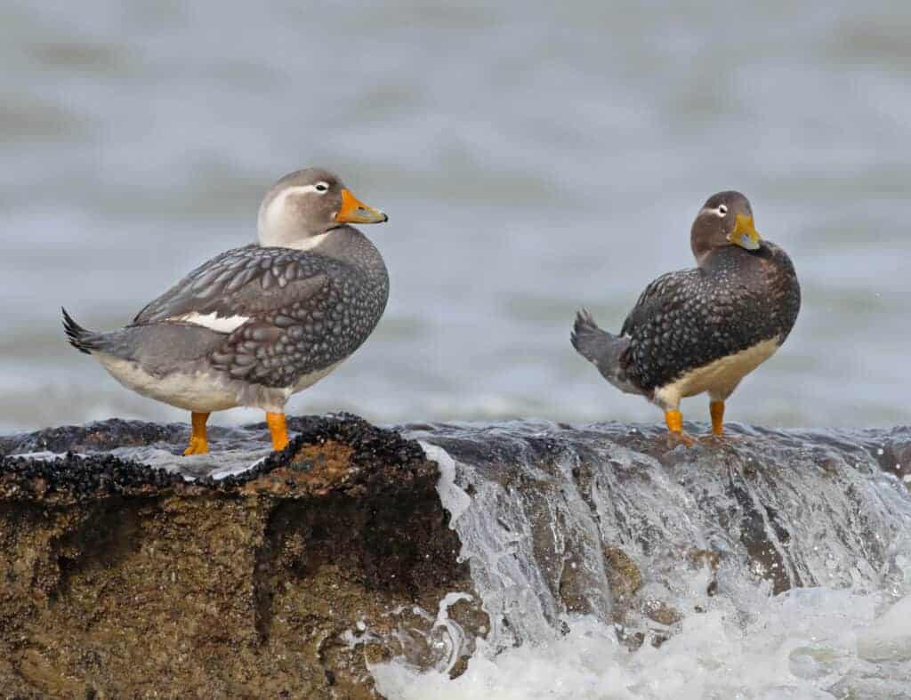 Male Chubut Steamerduck on the shore