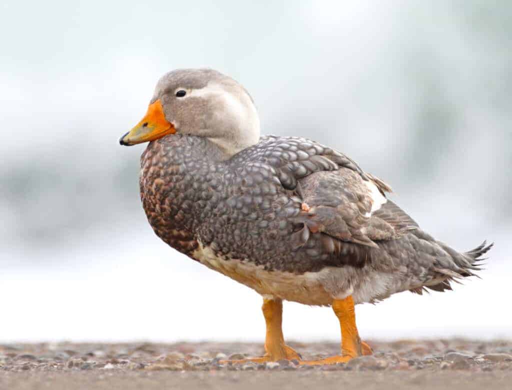 Male Chubut Steamerduck on the shore