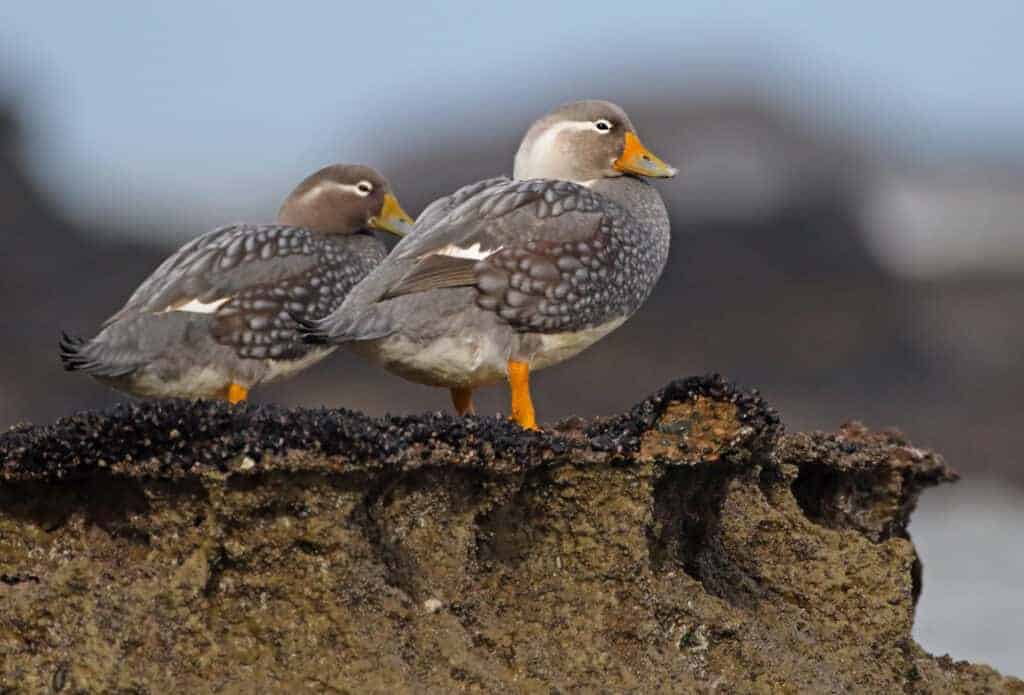 A pair of Chubut Steamerducks on an eroded bank