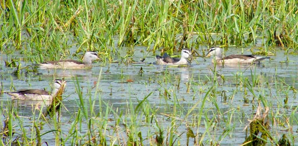 Cotton Pygmy Geese in flooded grassland