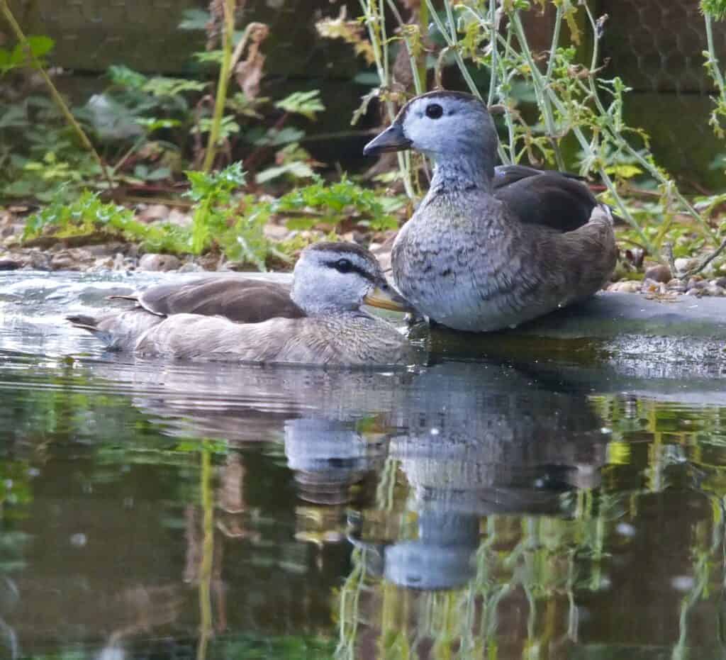 Pair of Cotton Pygmy Geese