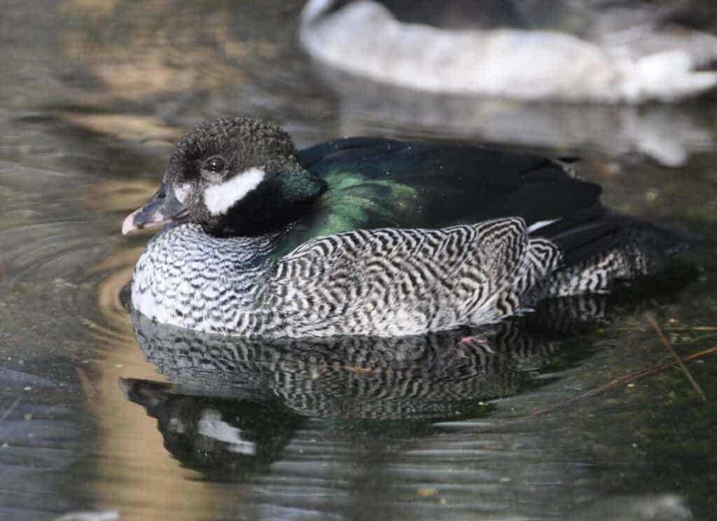 Green Pygmy Goose swimming