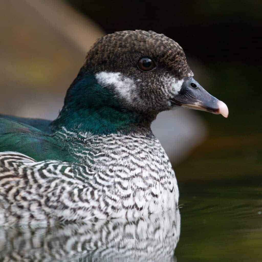 Green Pygmy Goose swimming