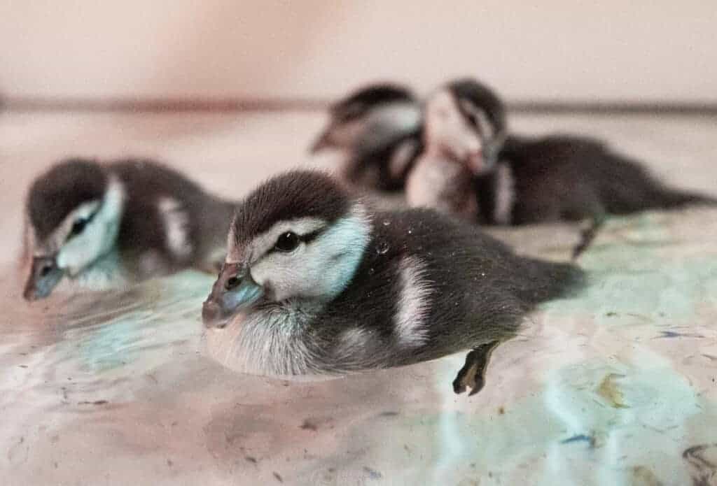 Green Pygmy Goslings swimming