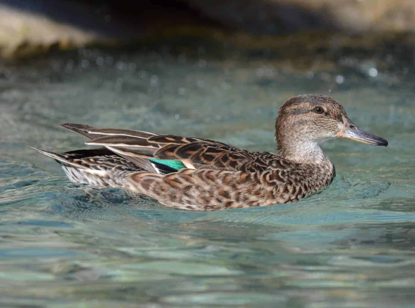 Greenwinged Teal British Waterfowl Association