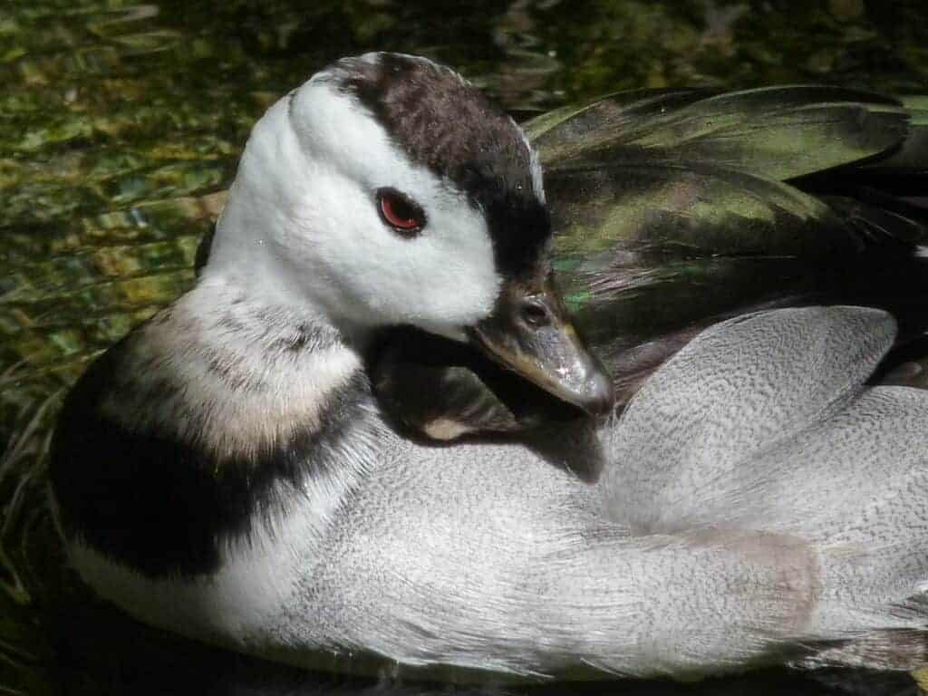 Male Cotton Pygmy Goose preening