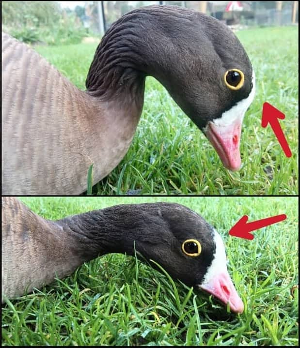 sex differences in Lesser White-fronted Goose