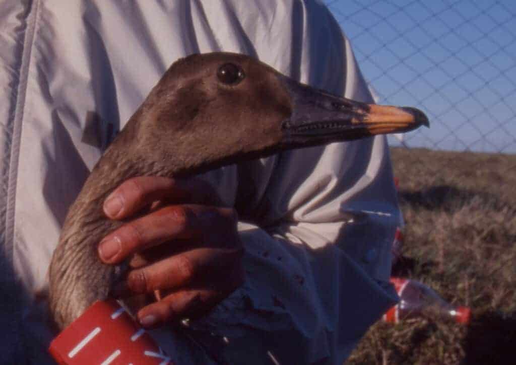 Head of a Middendorff's Bean Goose