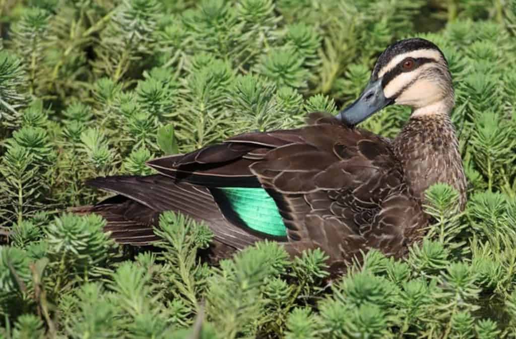 Pacific Black Duck