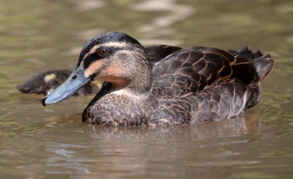 Pacific Black Duck female