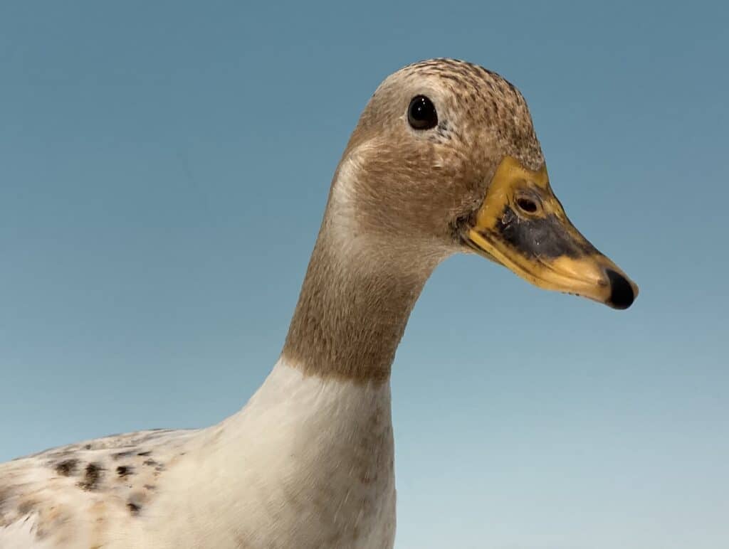 Silver Bantam duck