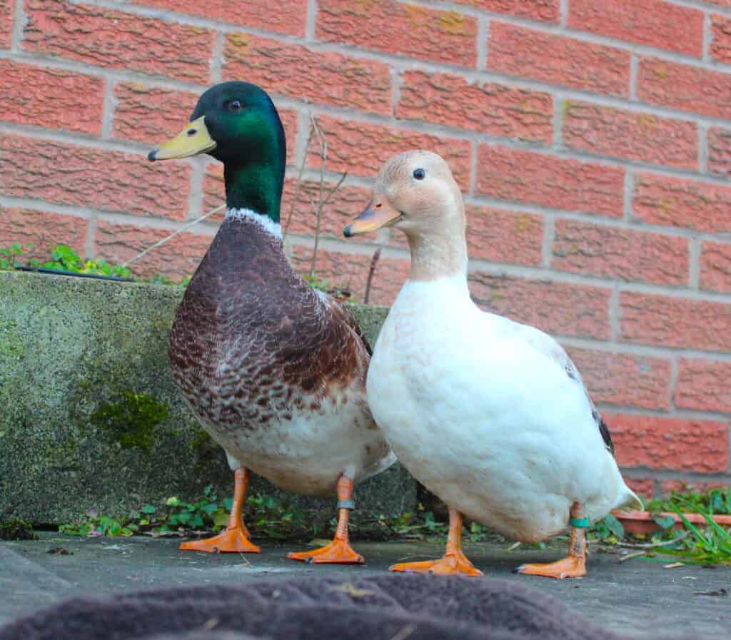 Pair of Silver Bantam ducks