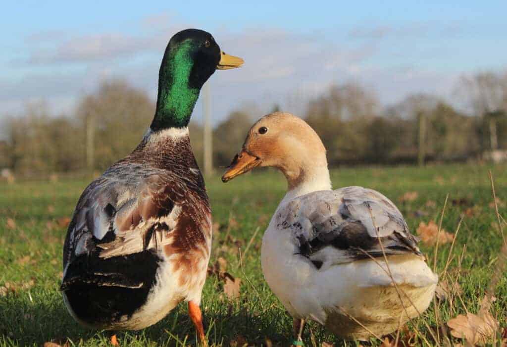 Silver Bantam pair