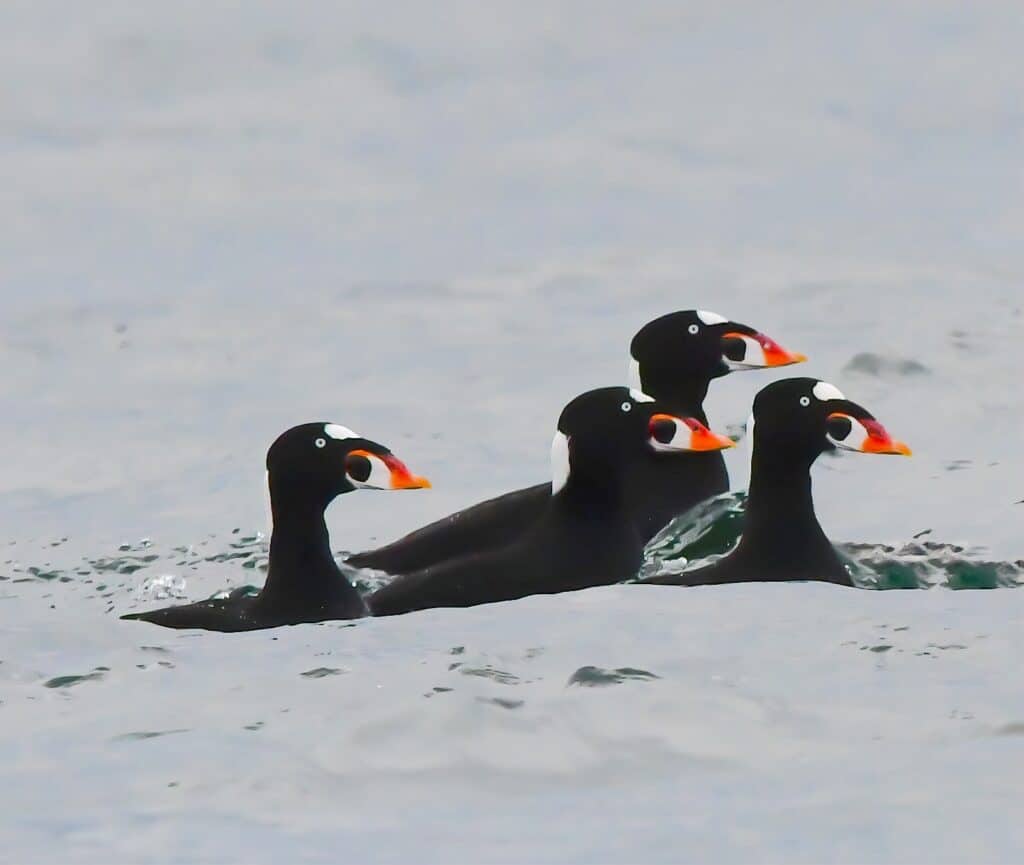 Wild Surf Scoters