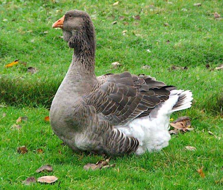 Toulouse Goose on grass