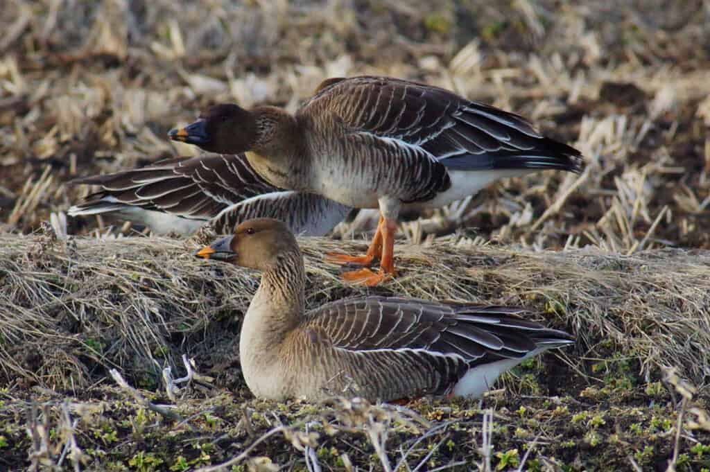 Tundra Bean geese