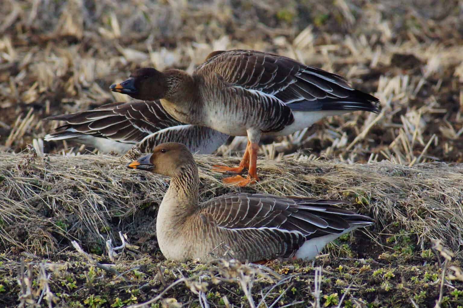 Bean Geese British Waterfowl Association