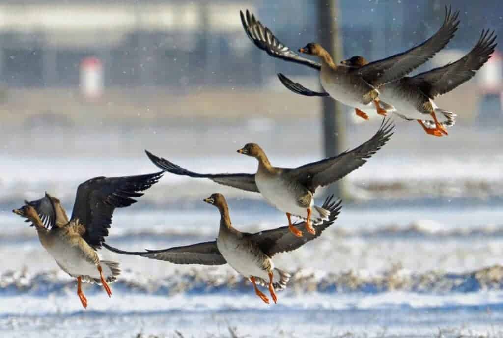 Tundra Bean Geese