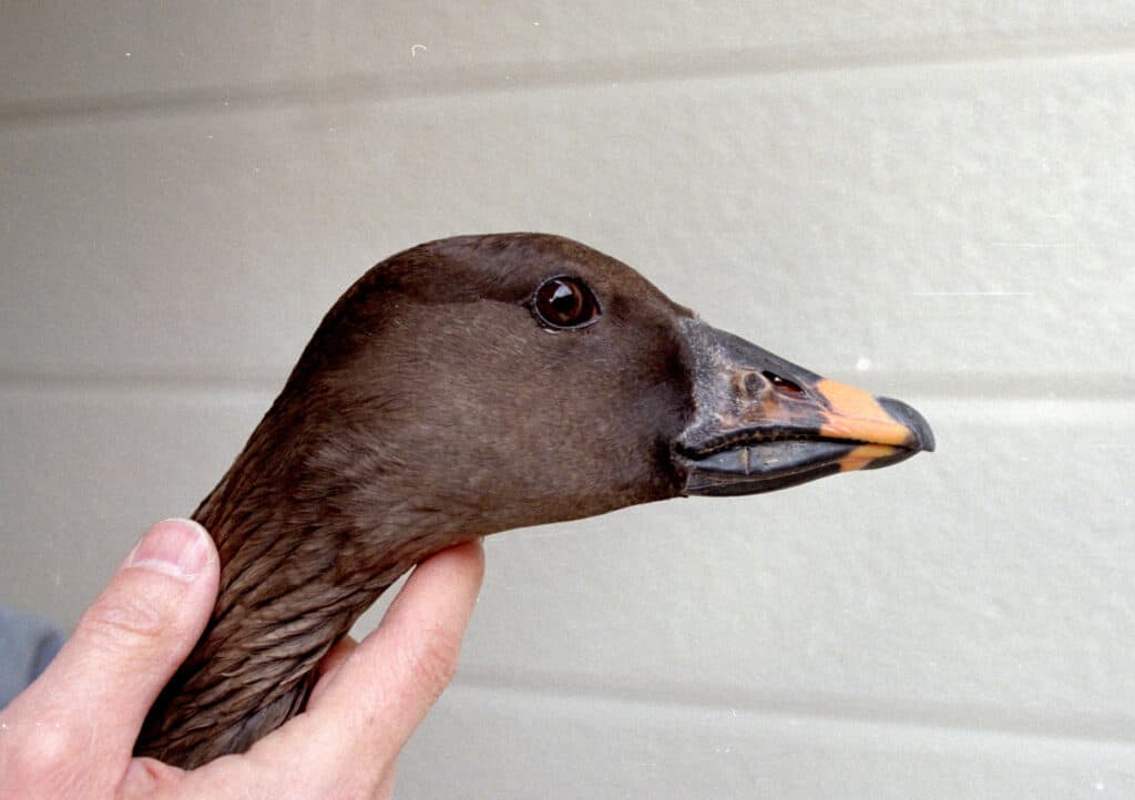 Head of Thick-billed Bean goose