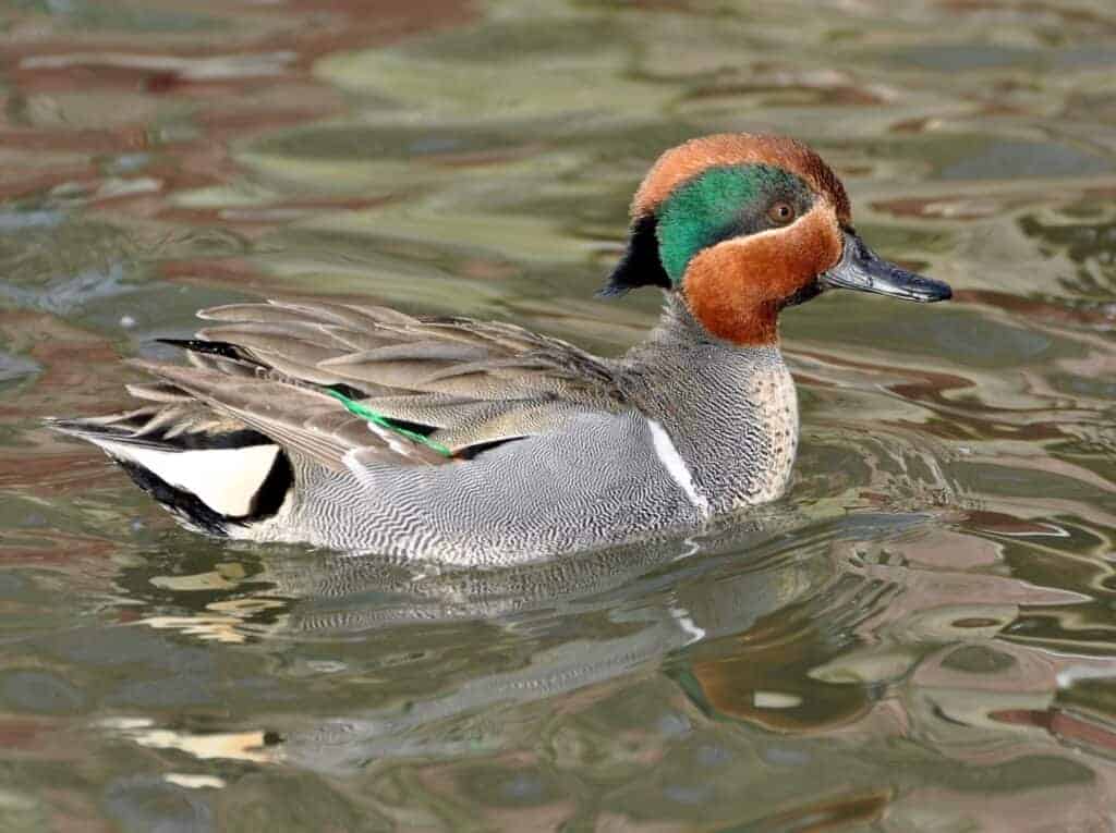 Green-winged Teal drake