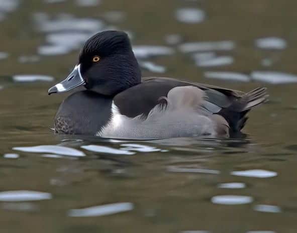 male Ring-necked Duck swimming