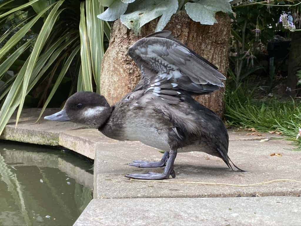 Juvenile Bufflehead performing a 'comfort movement'