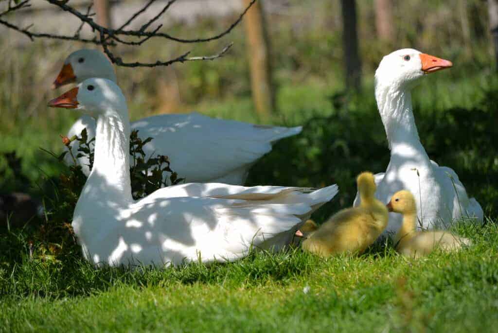 Roman Goose family in dappled shade
