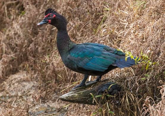 Wild muscovy