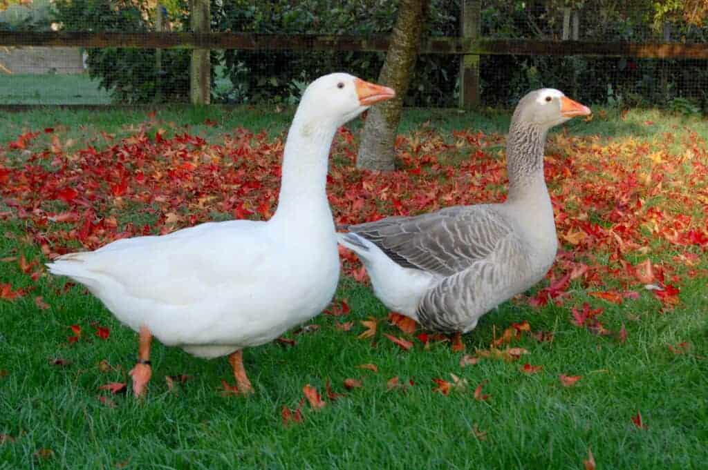 Pilgrim Geese