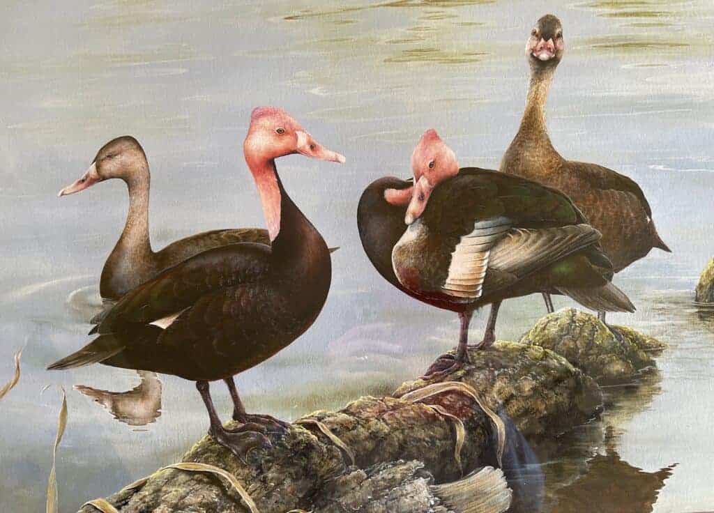 Painting of 2 pairs of Pink-headed Ducks
