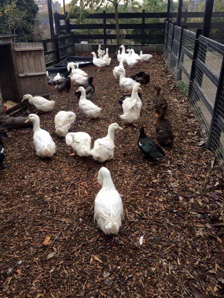 Domestic ducks at Mudchute Farm