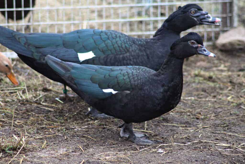 Male and female Muscovy Ducks