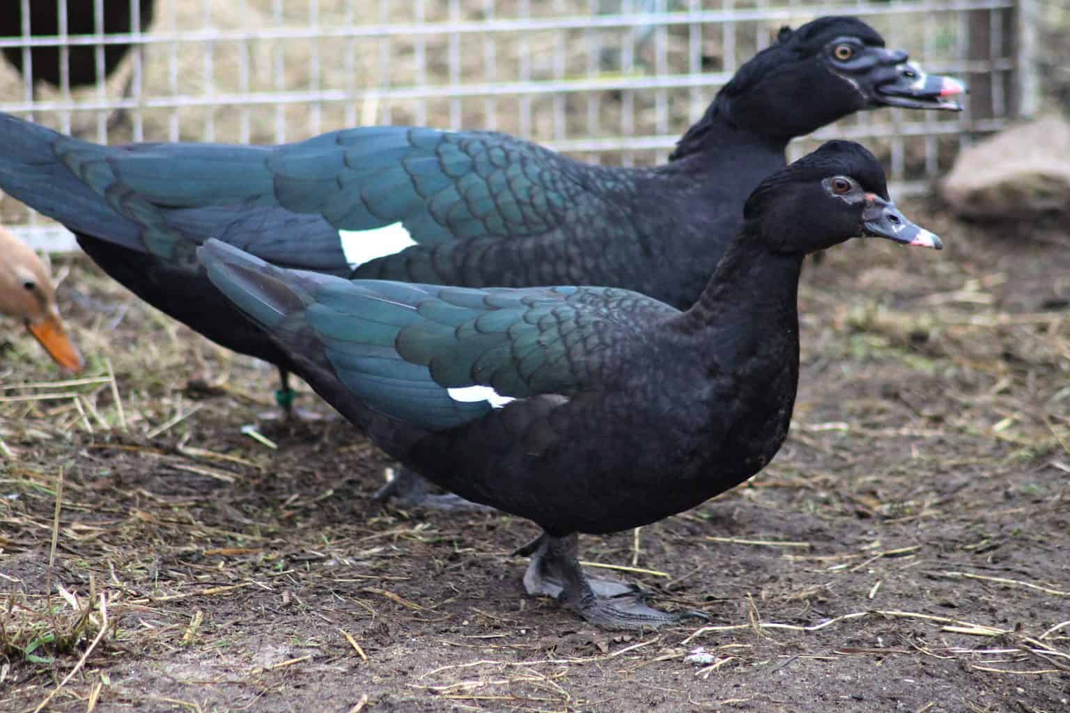 Muscovy (wild) - British Waterfowl Association
