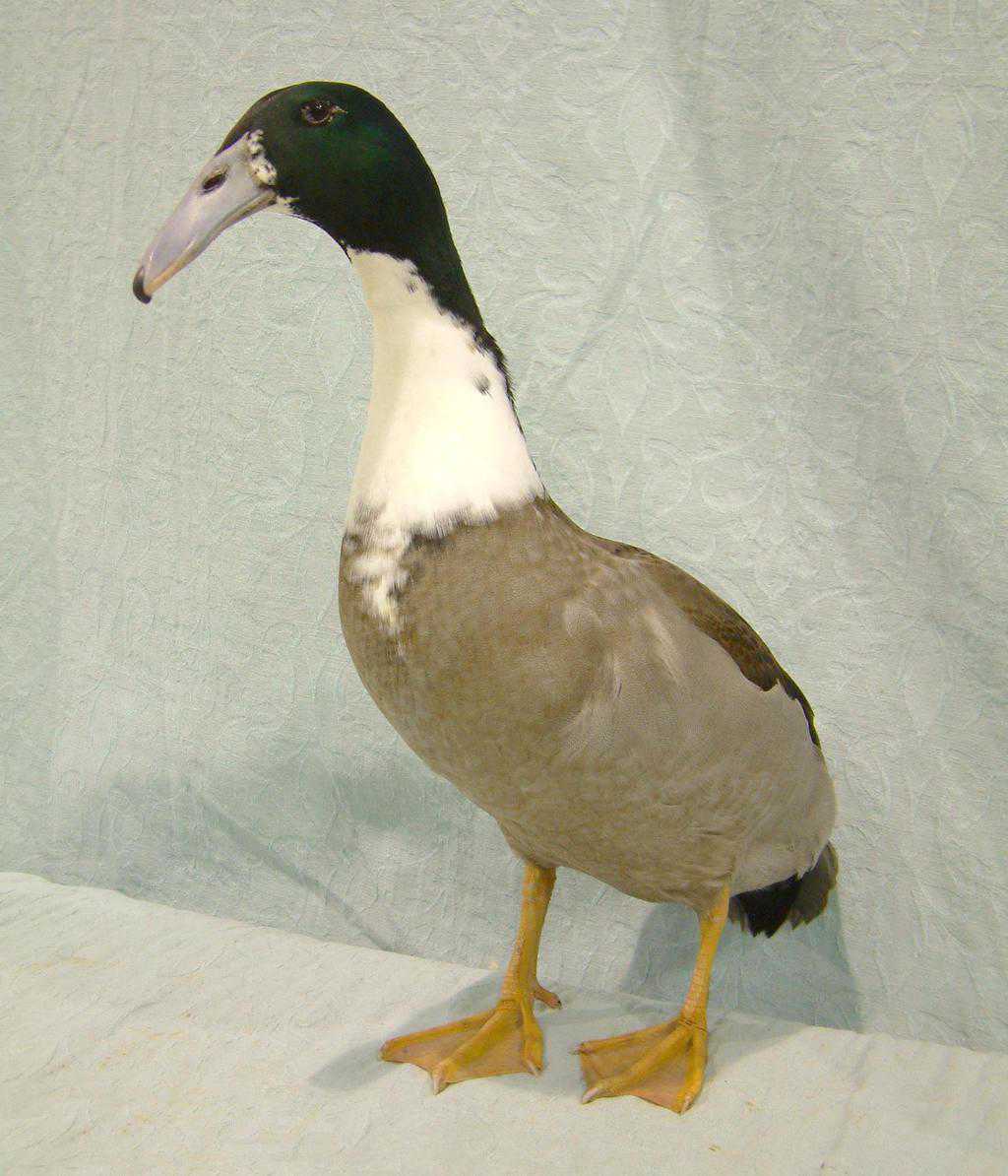 Hookbilled Duck British Waterfowl Association