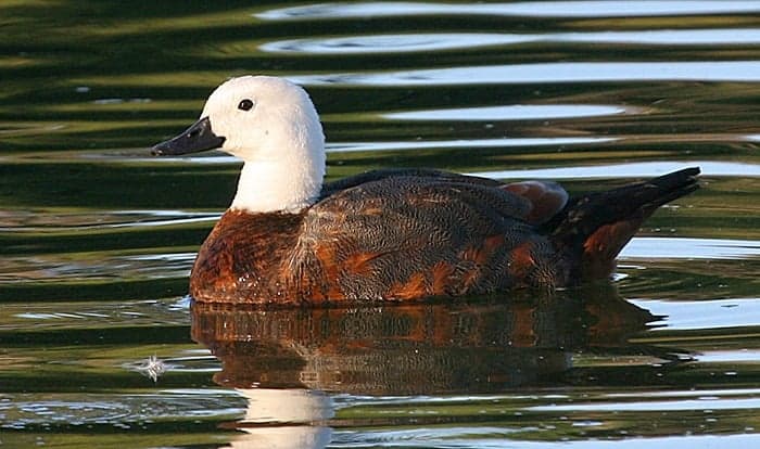 Paradise Shelduck swimming