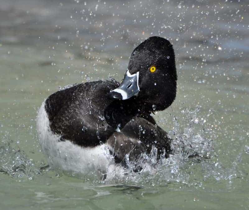 Male Ring-necked Duck bathing