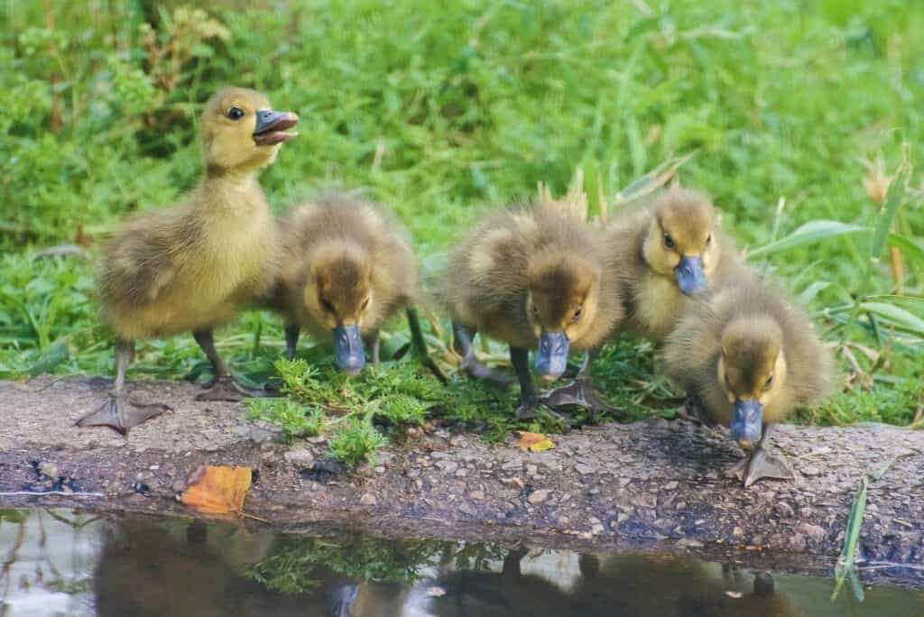 Black Spur-winged Goslings