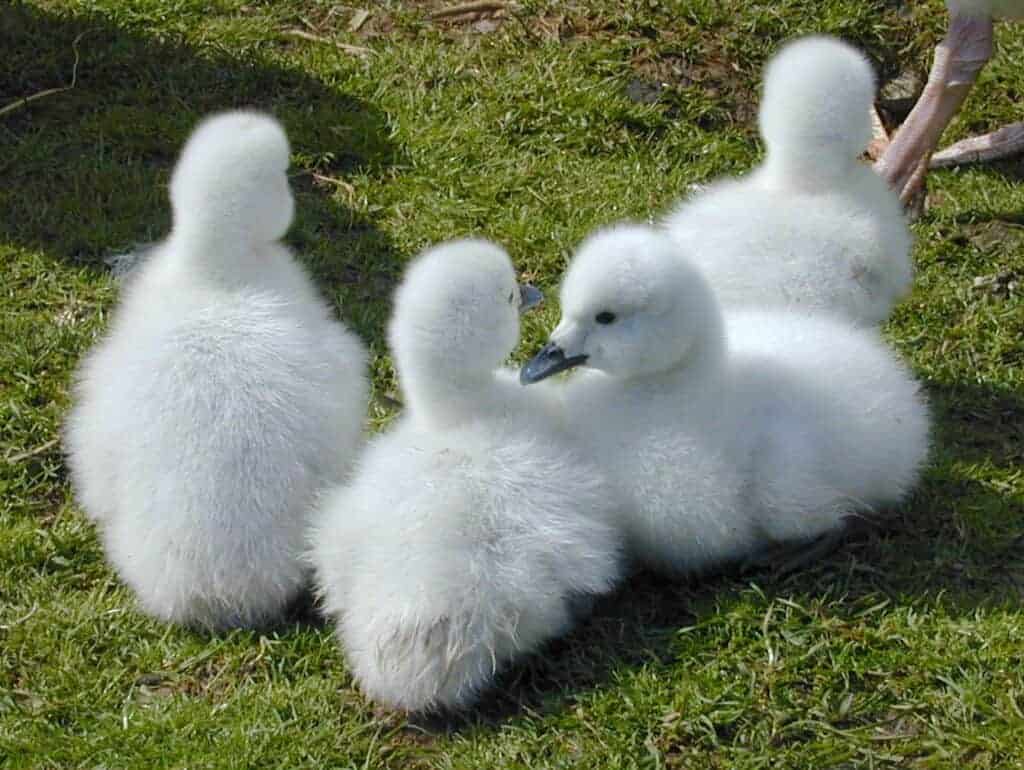 Black-necked Swan cygnets