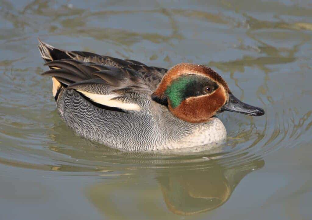 Eurasian Teal drake