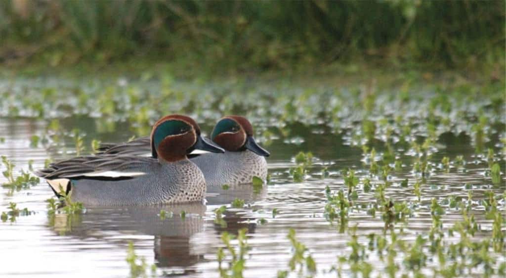 Eurasian Teal drakes