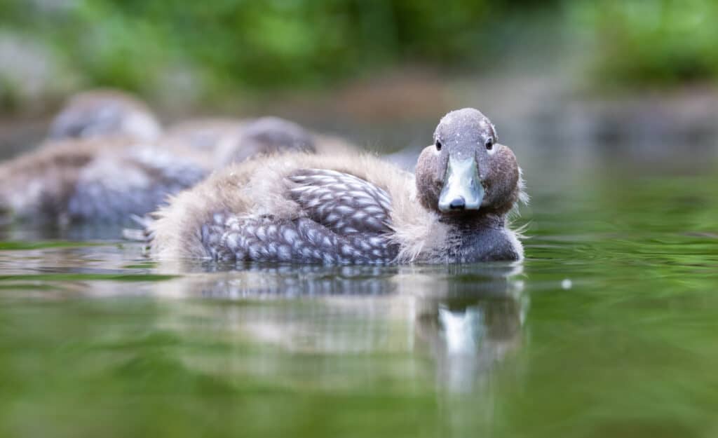 Flying Steamerduck juvenile